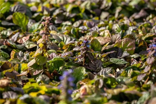 Rotblättriger Garten-Günsel - Ajuga reptans 'Braunherz'