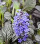 Rotblättriger Garten-Günsel - Ajuga reptans 'Braunherz'