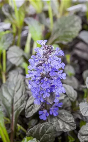 Ajuga reptans 'Braunherz'