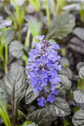 Rotblättriger Garten-Günsel - Ajuga reptans 'Braunherz'