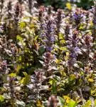 Rotblättriger Garten-Günsel - Ajuga reptans 'Braunherz'