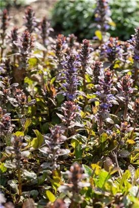 Rotblättriger Garten-Günsel - Ajuga reptans 'Braunherz'