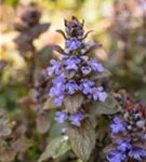 Rotblättriger Garten-Günsel - Ajuga reptans 'Braunherz'