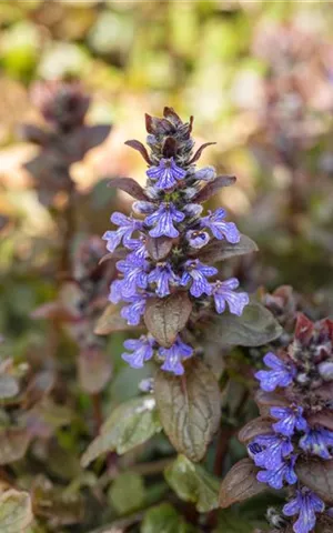 Ajuga reptans 'Chocolate Chip'