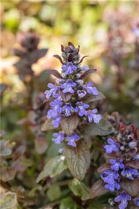 Rotblättriger Garten-Günsel - Ajuga reptans 'Braunherz'