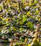 Rotblättriger Garten-Günsel - Ajuga reptans 'Braunherz'