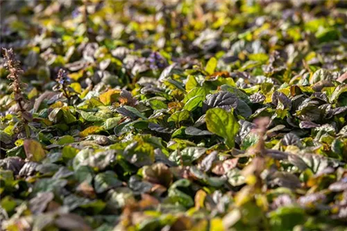 Rotblättriger Garten-Günsel - Ajuga reptans 'Braunherz'