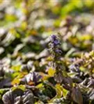 Rotblättriger Garten-Günsel - Ajuga reptans 'Braunherz'