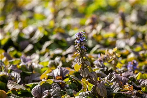 Rotblättriger Garten-Günsel - Ajuga reptans 'Braunherz'