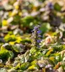 Rotblättriger Garten-Günsel - Ajuga reptans 'Braunherz'