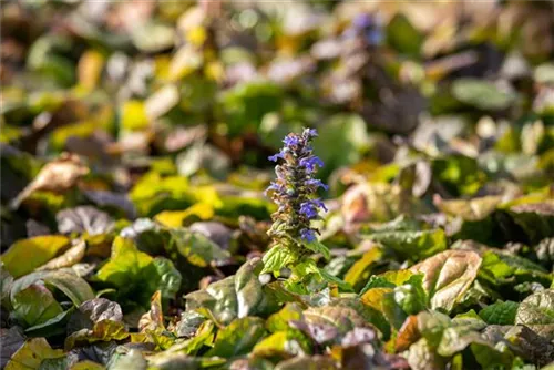 Rotblättriger Garten-Günsel - Ajuga reptans 'Braunherz'