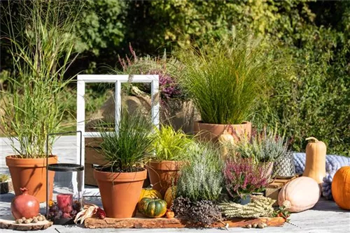 Garten-Ruten-Hirse - Panicum virgatum 'Hänse Herms'