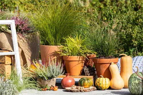 Garten-Ruten-Hirse - Panicum virgatum 'Hänse Herms'