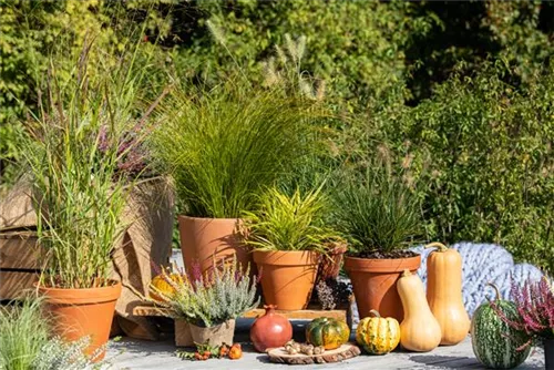 Garten-Ruten-Hirse - Panicum virgatum 'Hänse Herms'