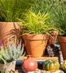 Garten-Federborstengras - Pennisetum alopecuroides 'Little Bunny'