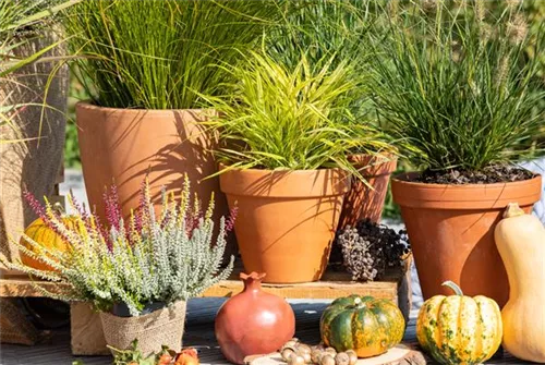 Garten-Federborstengras - Pennisetum alopecuroides 'Little Bunny'