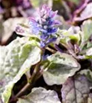 Garten-Günsel - Ajuga reptans 'Burgundy Glow'