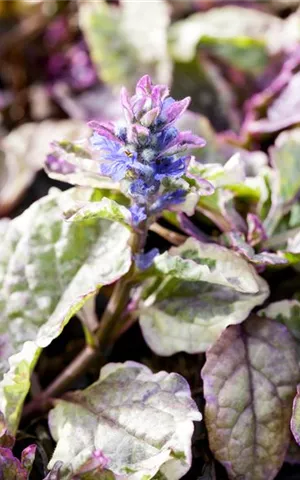 Ajuga reptans 'Burgundy Glow'