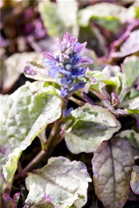 Garten-Günsel - Ajuga reptans 'Burgundy Glow'