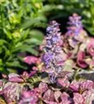 Garten-Günsel - Ajuga reptans 'Burgundy Glow'