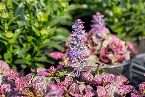 Garten-Günsel - Ajuga reptans 'Burgundy Glow'