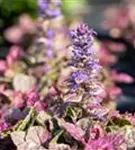 Garten-Günsel - Ajuga reptans 'Burgundy Glow'