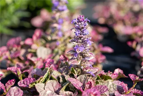 Garten-Günsel - Ajuga reptans 'Burgundy Glow'