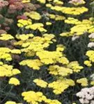 Garten-Goldquirl-Garbe - Achillea clypeolata 'Moonshine'