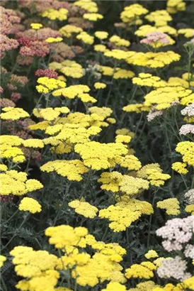 Garten-Goldquirl-Garbe - Achillea clypeolata 'Moonshine'