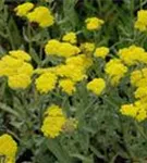 Garten-Goldquirl-Garbe - Achillea clypeolata 'Moonshine'