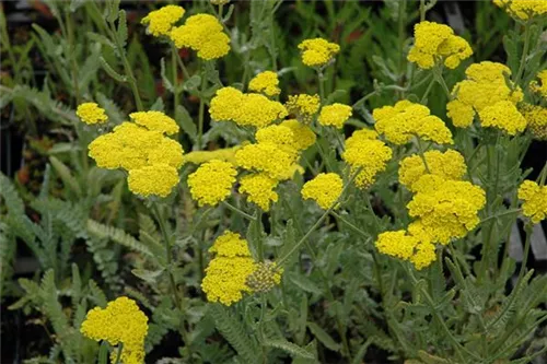 Garten-Goldquirl-Garbe - Achillea clypeolata 'Moonshine'