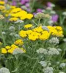 Garten-Goldquirl-Garbe - Achillea clypeolata 'Moonshine'