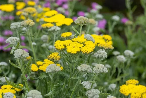 Garten-Goldquirl-Garbe - Achillea clypeolata 'Moonshine'