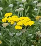 Garten-Goldquirl-Garbe - Achillea clypeolata 'Moonshine'