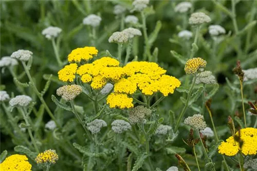 Garten-Goldquirl-Garbe - Achillea clypeolata 'Moonshine'