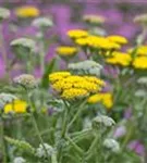 Garten-Goldquirl-Garbe - Achillea clypeolata 'Moonshine'