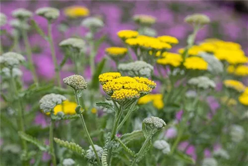 Garten-Goldquirl-Garbe - Achillea clypeolata 'Moonshine'