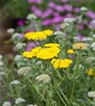 Garten-Goldquirl-Garbe - Achillea clypeolata 'Moonshine'