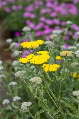 Garten-Goldquirl-Garbe - Achillea clypeolata 'Moonshine'