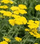 Garten-Goldquirl-Garbe - Achillea clypeolata 'Moonshine'