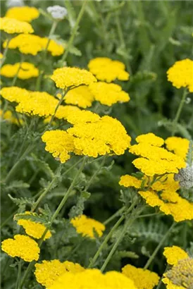 Garten-Goldquirl-Garbe - Achillea clypeolata 'Moonshine'