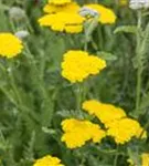 Garten-Goldquirl-Garbe - Achillea clypeolata 'Moonshine'