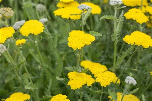 Garten-Goldquirl-Garbe - Achillea clypeolata 'Moonshine'