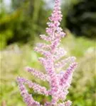 Arends Garten-Prachtspiere - Astilbe x arendsii 'Cattleya'