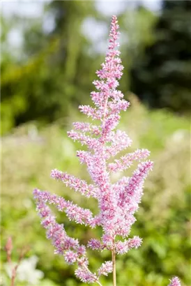 Arends Garten-Prachtspiere - Astilbe x arendsii 'Cattleya'