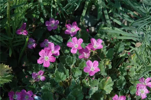 Zwergiger Garten-Reiherschnabel - Erodium x variabile 'Bishop'