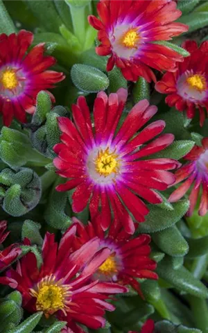 Delosperma congestum