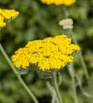 Hohe Garten-Gold-Garbe - Achillea filipendulina 'Coronation Gold'