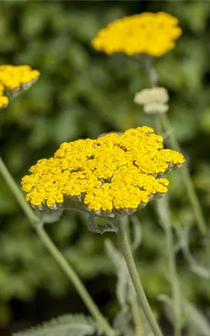 Achillea filipendulina 'Coronation Gold'