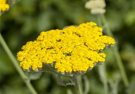 Achillea filipendulina 'Coronation Gold' - Hohe Garten-Gold-Garbe